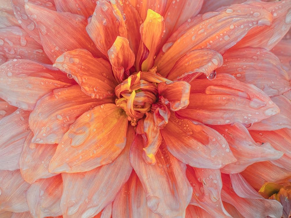 Oregon-Canby-Swam Island Dahlias-Dahlia flower close-ups